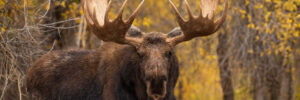 Moose Hunting in Ontario