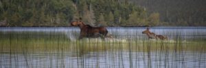 Two moose run through shallow water in a lake, surrounded by tall grass and a dense forest in the background.
