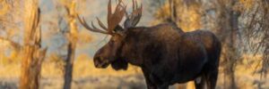 Moose in wilderness