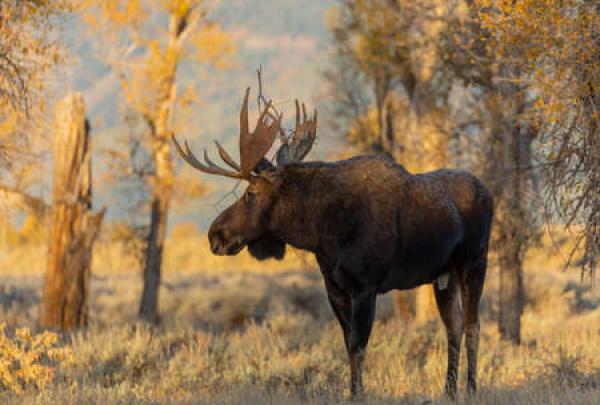 Moose in wilderness